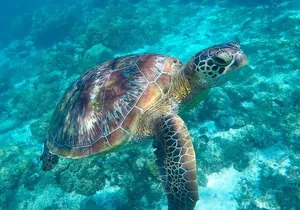 The great snorkeling adventure at the Riviera Maya private tour