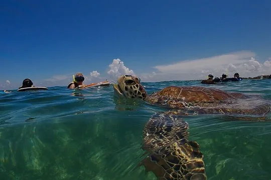Private Experience in Akumal with Snorkeling with Photos