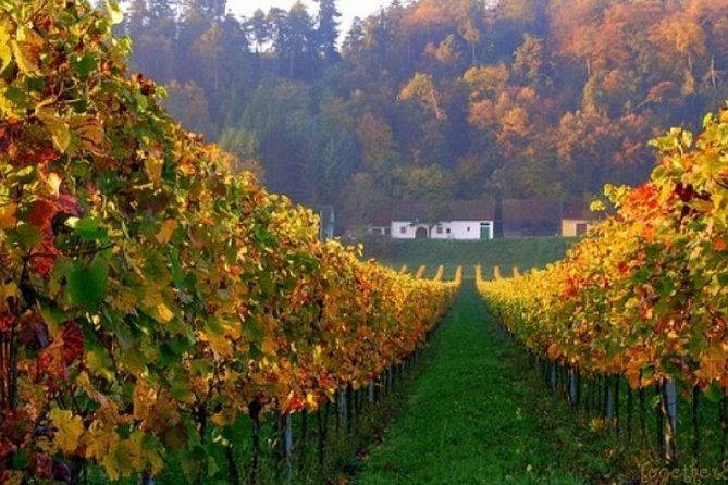 On the Villany wineroad, private tour