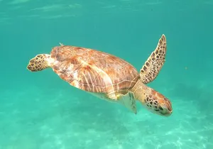 Swimming with turtles, 2 cenotes & gopro