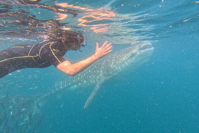 Experiences with whale sharks in La Paz