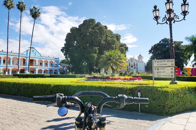 Bike Adventure to the World's Widest Tree – Fun Guided Ride