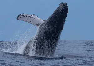 Private Whale Watching Safari from North Shore Oahu