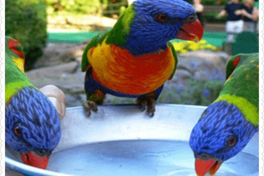 Bird Sanctuary and animal farm Day Tour