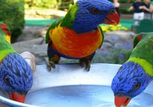 Bird Sanctuary and animal farm Day Tour