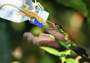 Rockland Bird Sanctuary and Hip-Strip Shopping
