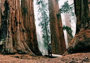 Magical Muir Woods Car Tour (Private & All-Inclusive)