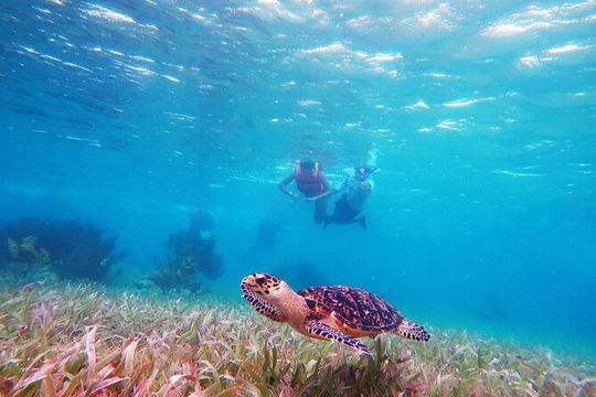 Snorkeling in Puerto Morelos