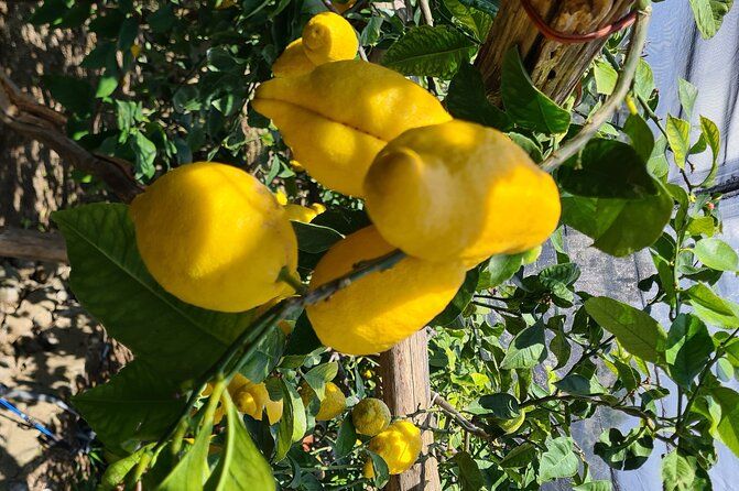 Lemon path hike - Amalfi coast