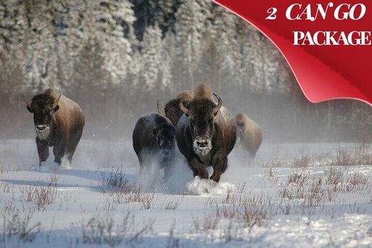 Yellowstone & Grand Teton National Parks Winter Tour 5-Day