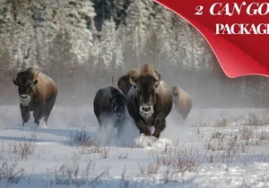 Yellowstone & Grand Teton National Parks Winter Tour 5-Day