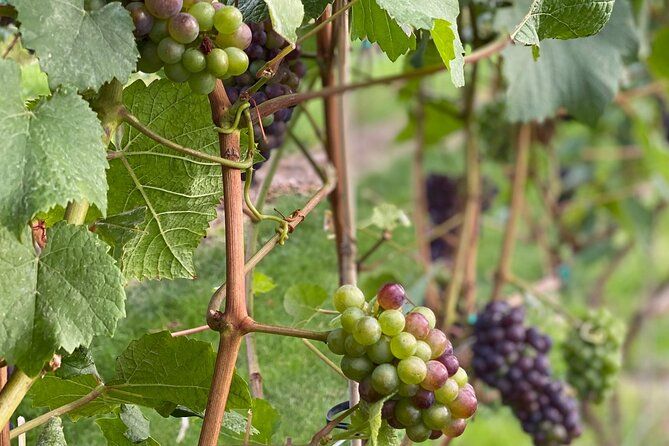 4-Hour Okanagan Valley Wine Tasting. Wineries of East Kelowna Bench.