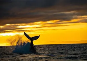 Los Cabos Whale Watching and Sunset Tour