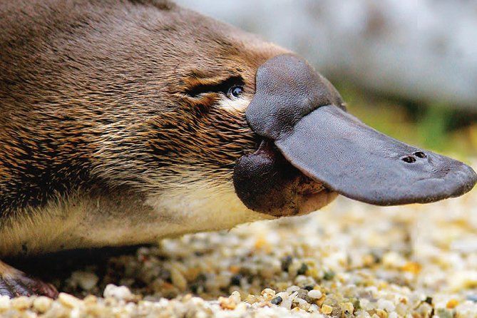 2 Day Great Ocean Road Tour and Platypus paddle