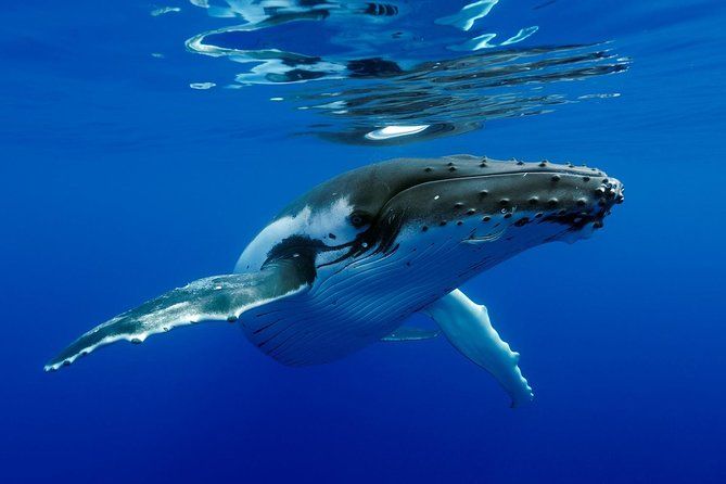 Bora Bora Whale Watching