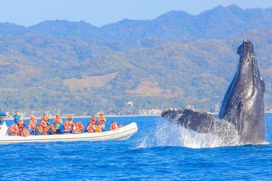 Whale Watching in Puerto Vallarta!