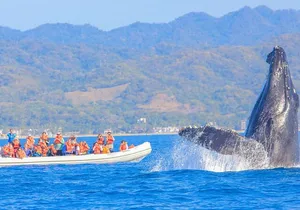Whale Watching in Puerto Vallarta!