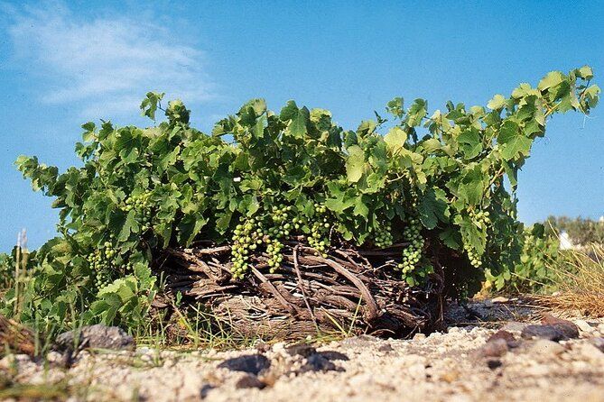 Private Wine Tour in Santorini