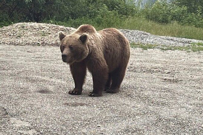 Bears and Dracula Private Full-Day Tour from Bucharest