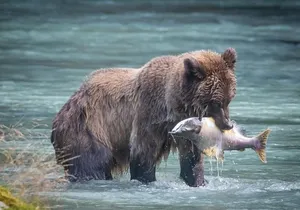 Focus on Haines Private Nature / Photography tour