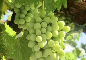 Napa & Sonoma Wine Tour Private Tours 8 to 10 Hours max 14 pax