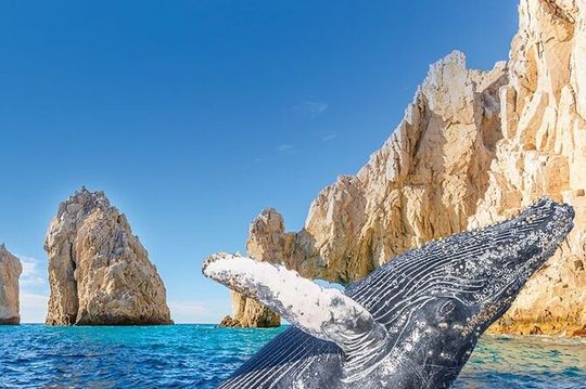 Whale Watching and Cabo San Lucas Arch