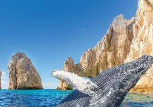 Humpback Whale Watching and Cabo San Lucas Arch Tour