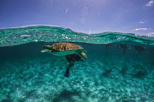 Small Group Semi Private Akumal and Cenote Snorkeling Tour