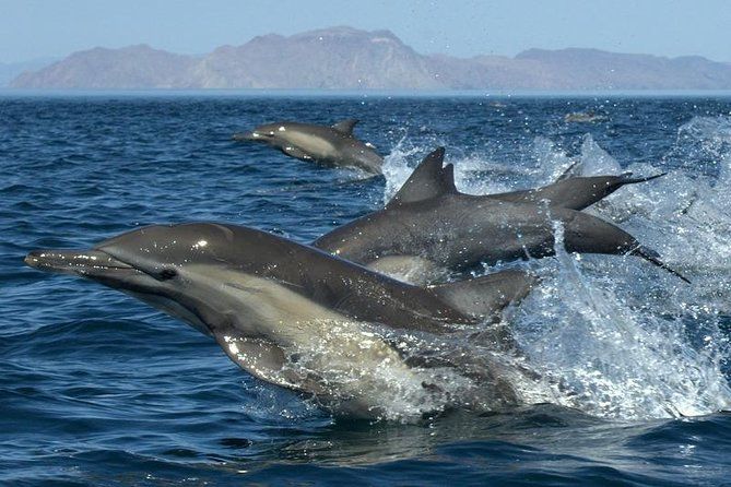 Kauai's South Side Whale and Dolphin Zodiac Boat Adventure