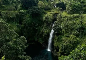 Maui's Sea Turtle & Waterfalls: Taste of Hana Guided Tour