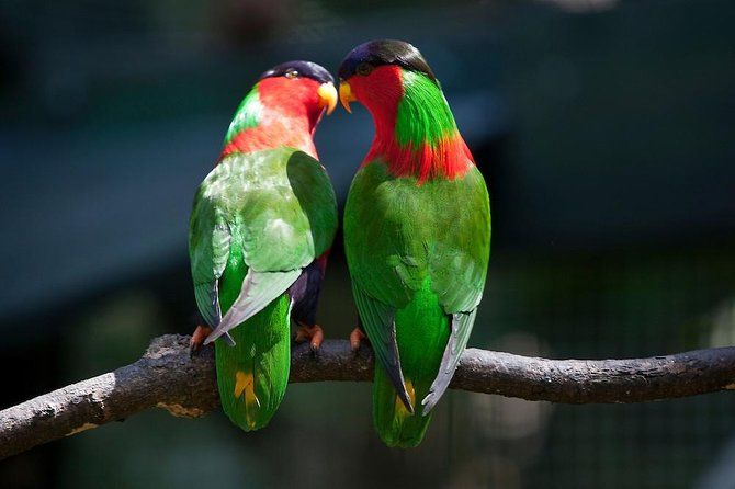 Kula Eco Bird Park,Momi Gun Site And Market Tour Ex Marriott and Denarau resort