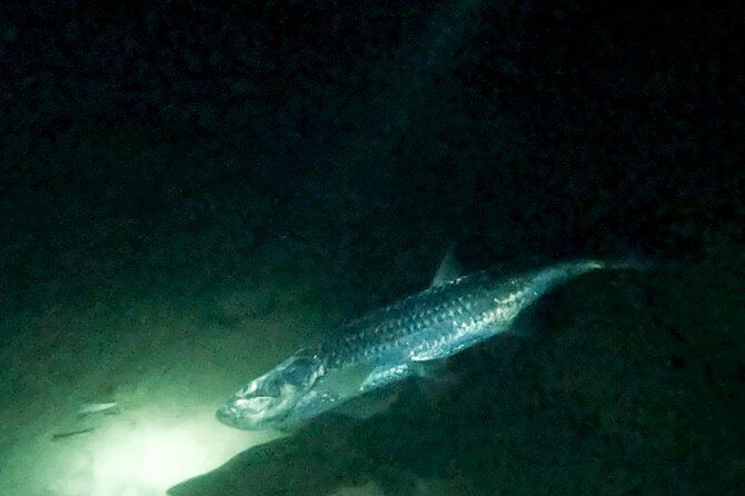 Night Snorkeling Adventure