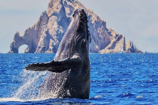 Whale Watching, Kraken Chase and Cabo Arch