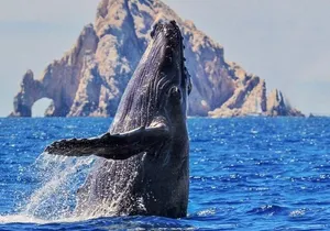 Whale Watching, Kraken Chase and Cabo Arch