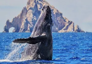 Whale Watching, Kraken Chase and Cabo Arch