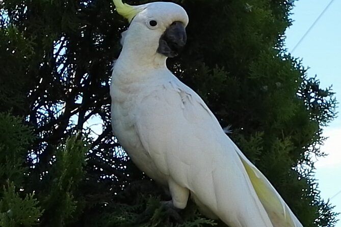 Sydney Parrots, a Unique Island and more Private Day Tour