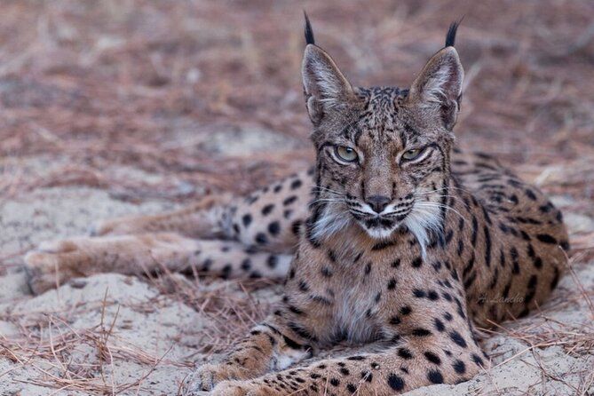 Exploring Doñana and the Iberian Lynx