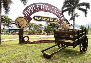 Appleton and Y.S Falls Tour from Negril Hotels