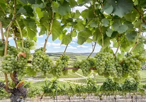 Private, Customized Sonoma Valley Wine Tour