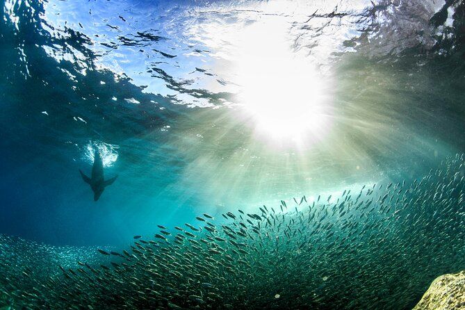 Full-Day Tour Nature Experience at Isla Espiritu Santo! Sea Lions