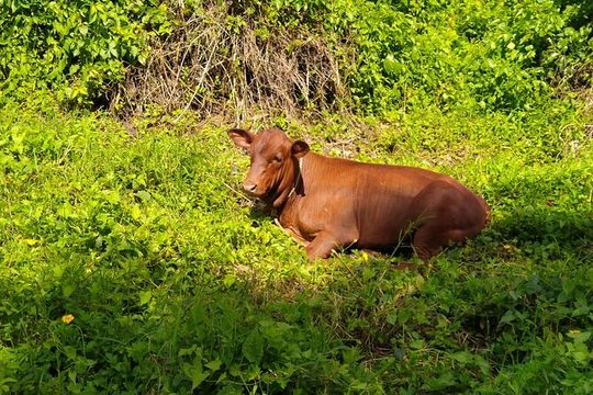 MONTEGO BAY City Highlights Tour
