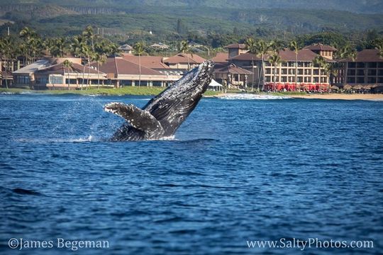 Kauai's South Side Whale and Dolphin Zodiac Boat Adventure