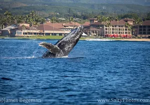 Kauai's South Side Whale and Dolphin Zodiac Boat Adventure