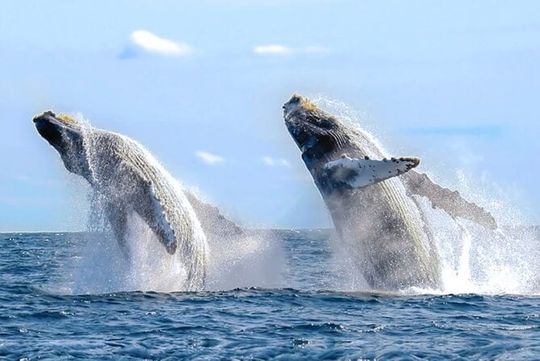 Los Cabos Whale Watching & Snorkel Adventure with Food & Drinks