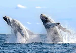 Los Cabos Whale Watching & Snorkel Adventure with Food & Drinks