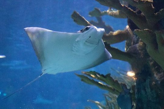 Audubon Aquarium and Insectarium Ticket