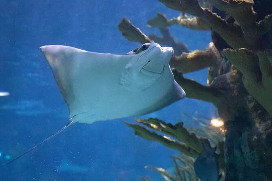 Audubon Aquarium and Insectarium Ticket