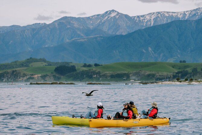 Private Seal Kayaking and Wildlife Tour in Kaikoura