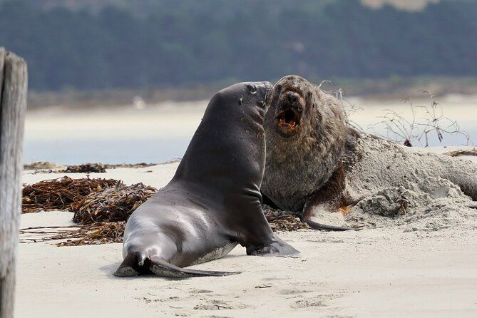 Albatross, seals, and sea birds-Wildlife Cruise
