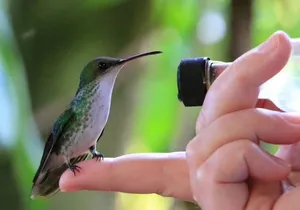 Rocklands Bird Sanctuary and Montego Bay Highlights